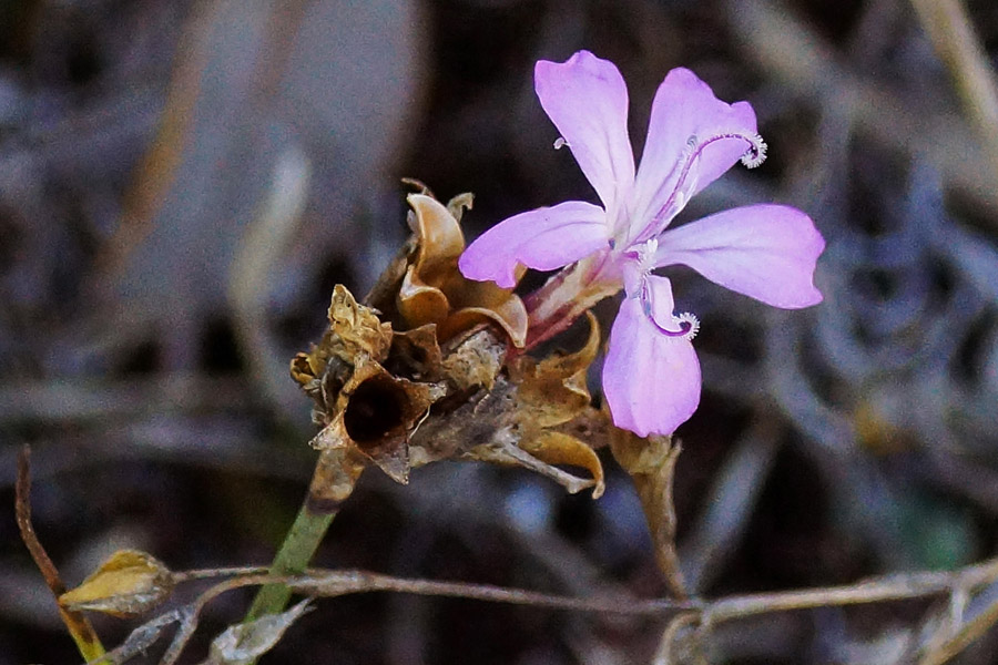 Petrorhagia prolifera / Garofanina annuale